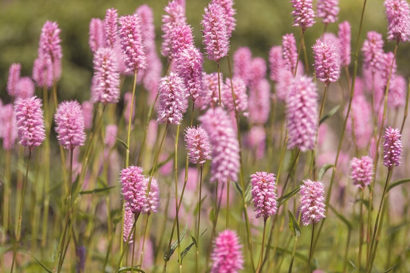 Fairytale Meadow